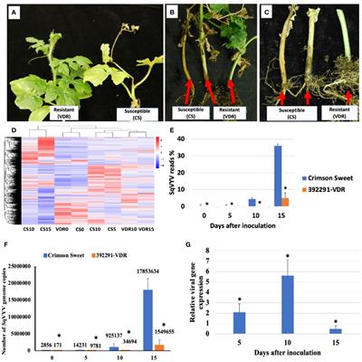 Comparative transcriptome analysis of resistant and susceptible watermelon genotypes reveals the role of RNAi, callose, proteinase, and cell wall in squash vein yellowing virus resistance